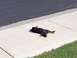 1991 Ford Bronco - Dog takes a break from the heat, lounging on the sidewalk.