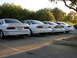 1995 Ford Taurus - Four white Ford Taurus sedans are parked in a row, viewed from the rear.