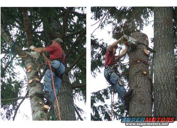Man in red shirt and jeans climbing a tree with a chainsaw, cutting branches