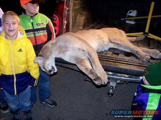 Kids stand by a truck bed holding a cougar. One kid wears a yellow jacket, another a green and orange jacket