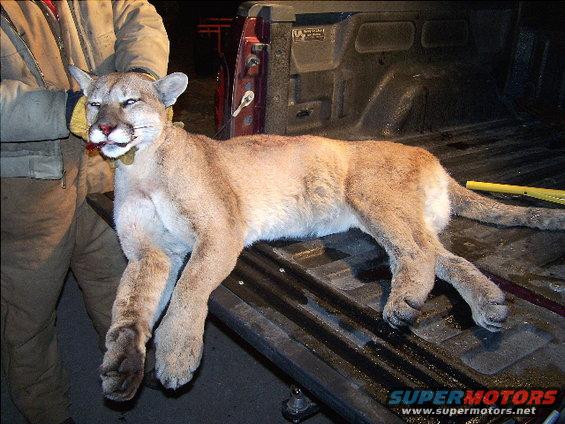 Cougar lying in the bed of a pickup truck
