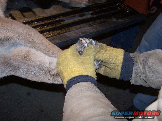 Gloved hands examine the paw and claws of a large animal, possibly a cougar, in the bed of a truck