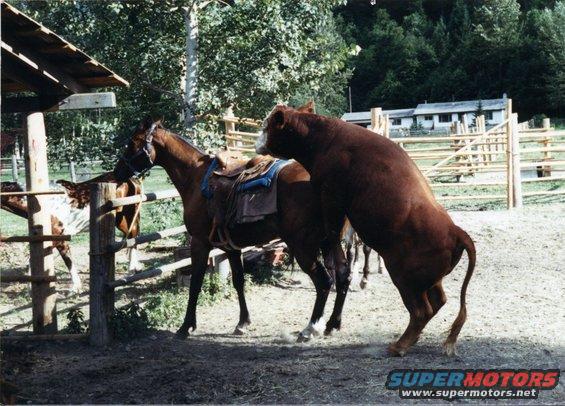 Brown horse with saddle and bull in a farmyard