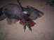 2005 BMW 3 Series - A dead javelina, likely a wild pig, lies on the ground with an arrow protruding from its body and blood spilled around it.
