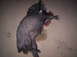 2005 BMW 3 Series - A dead wild boar is shown on the ground, with evidence of blood and a spear-like object.
