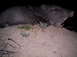 2005 BMW 3 Series - A javelina rests on a dirt mound at night, its mouth agape.