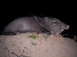 2005 BMW 3 Series - A javelina is shown lying on a dirt mound at night, its mouth agape.