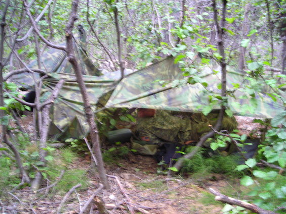 Camouflaged shelter constructed from tarps and branches in a wooded area