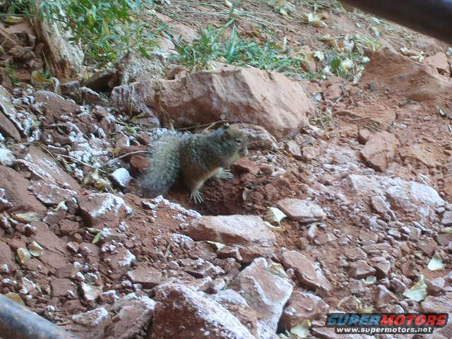 Squirrel on rocky ground with sparse vegetation