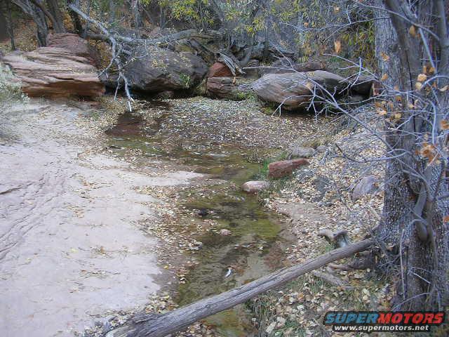 Shallow stream bed with fallen leaves and rocks