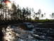 1989 Ford Bronco - A white SUV navigates a challenging muddy terrain under the bright sun, surrounded by tall trees.