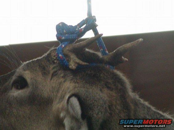 Deer head with antlers, suspended by rope