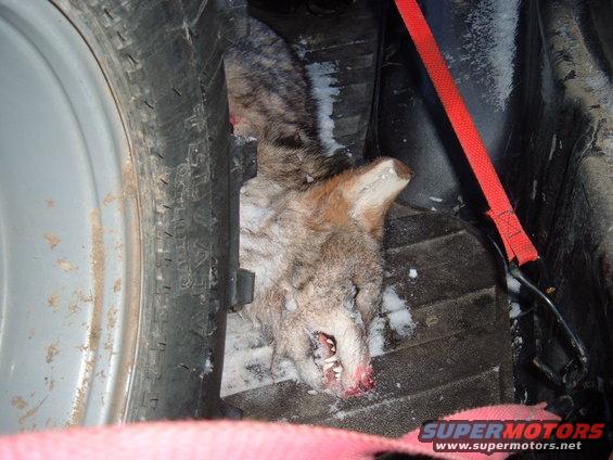 Dead coyote next to spare tire in cargo area. Red strap visible