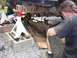 1996 Ford F-250 - Two people are working on the rusty undercarriage of a vehicle supported by jack stands.