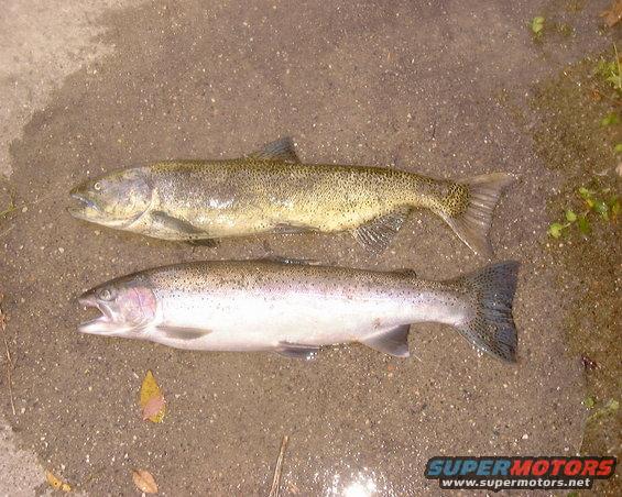 Two fish, one lighter and speckled, one darker and spotted, lie on a wet, gravelly surface