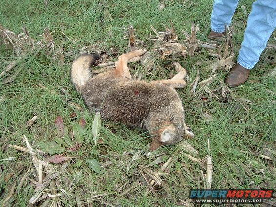 Dead coyote lying in grass with corn stalks and a person's legs and boots visible