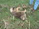 1995 Mercury Grand Marquis - Dead coyote in a grassy field with corn stalks and a person standing nearby.