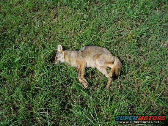 dead coyote lying in green grass