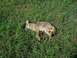 1995 Mercury Grand Marquis - A coyote lies deceased in a grassy field.