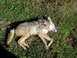 1995 Mercury Grand Marquis - A dead coyote lies on the grass, showing signs of injury.