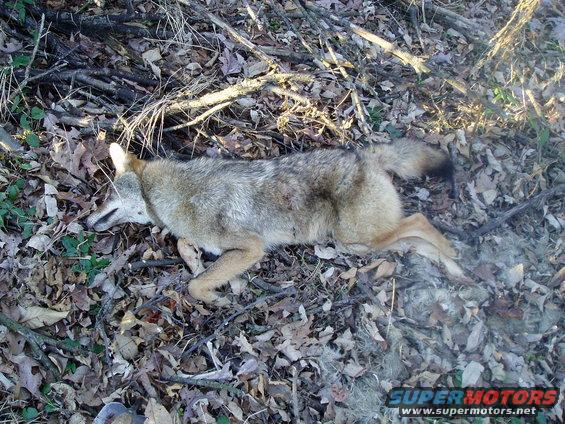 Dead coyote lying on forest floor with leaves and branches