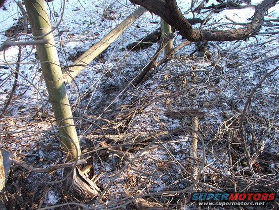 Overgrown brush and snow with Supermotors logo