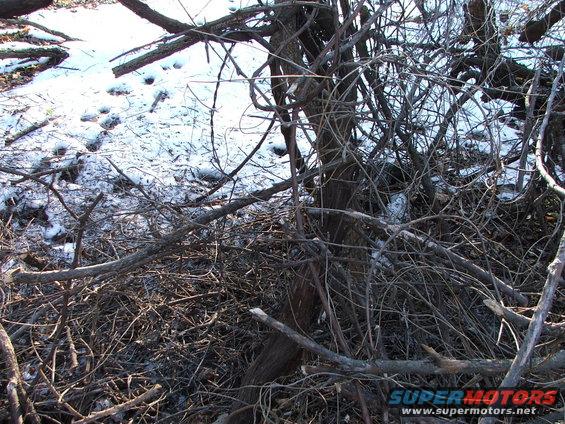 Overgrown brush and branches cover snow-dusted ground