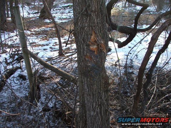 Winter woods with snow on the ground and bare trees. A wooden post is visible on the left