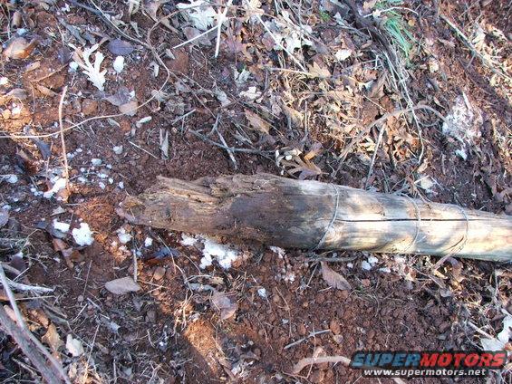 Ground with dry leaves, twigs, and a broken wooden post wrapped with wire