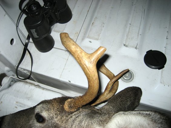 deer antlers and Bushnell binoculars on a white surface