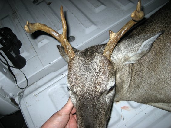 deer head with antlers lying in the bed of a pickup truck next to binoculars
