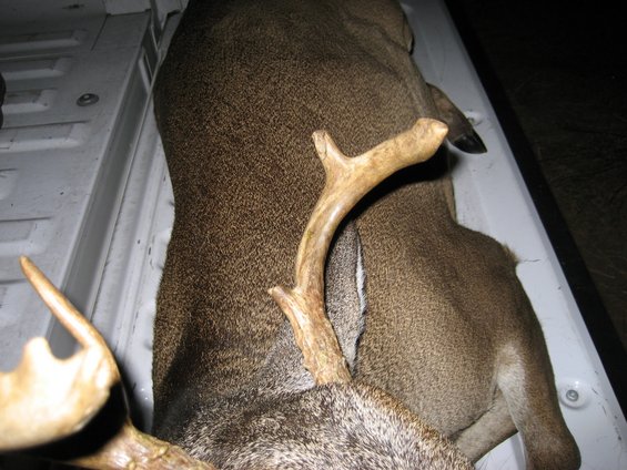 Deer antlers and body in a truck bed