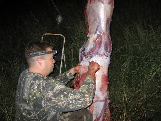 Man in camo with headlamp field dressing a deer carcass hanging from a metal frame