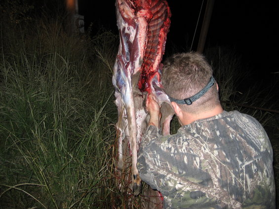 man in camouflage shirt and headlamp field dressing a deer carcass