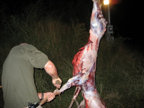 Deer carcass hanging upside down, being field dressed by a person at night