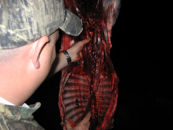 Person in camo hat examining a butchered animal carcass, showing ribs and internal organs