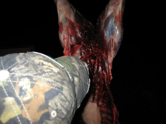 Camo hat and hand reaching into deer carcass