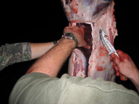 Two people are butchering a large animal carcass. One person is using a knife to cut away meat
