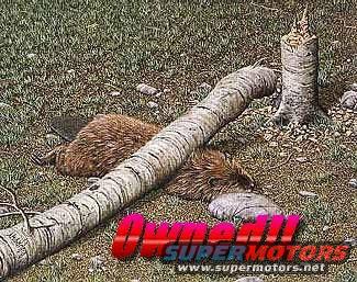 Beaver lying on the ground next to a fallen log and a tree stump. Text overlay reads 'Owned!! SUPERMOTORS www.supermotors.net'