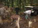 1990 Ford Bronco - Several people are gathered around a muddy, off-road vehicle that appears to be stuck in the woods.