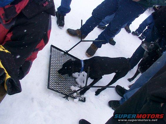 dogs in snow, one stuck in a metal frame, surrounded by people's legs