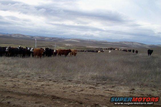 Cattle grazing in a dry, grassy field with rolling hills in the background under a cloudy sky