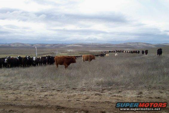 Herd of cattle grazing in a dry, grassy field with rolling hills in the background under a cloudy sky