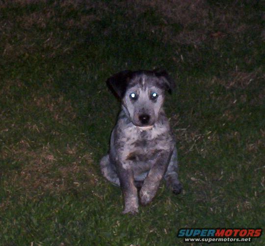 puppy sitting on grass