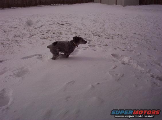 Dog in snow