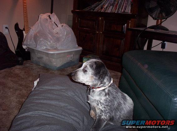 Dog sitting on a pillow in a room with a guitar and storage bin