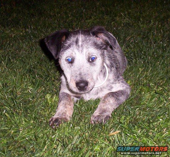 Blue-eyed puppy lying in grass with SuperMotors.net watermark