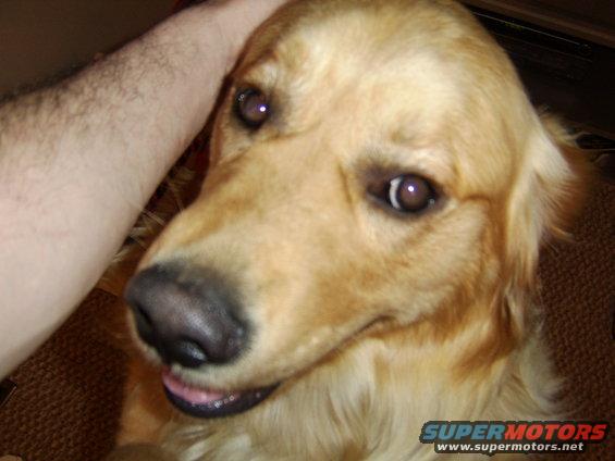 Golden retriever dog's face with a human hand petting its head