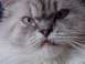 2003 Ford Crown Victoria - A close-up view of a cat's face, highlighting its distinctive fur and eye color.