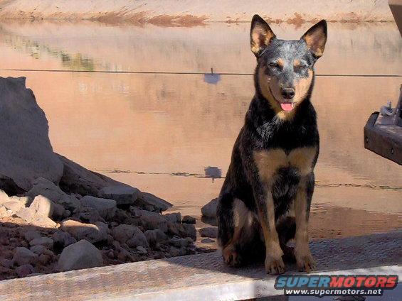 Blue heeler dog sitting by water with rocks on the left